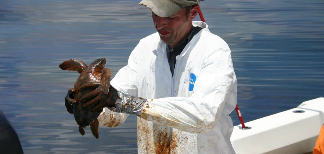 a researcher holds an oiled Kemps Ridley sea turtle following Deepwater Horizon